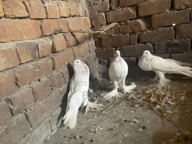 Premium Quality Pemorian Rodent Breeding Pair