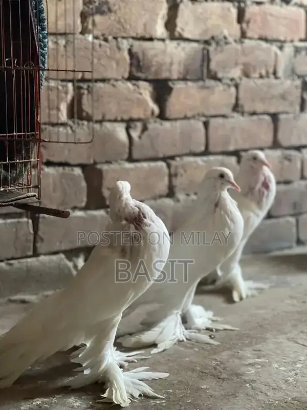 Premium Quality Pemorian Rodent Breeding Pair