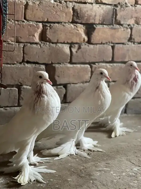 Premium Quality Pemorian Rodent Breeding Pair