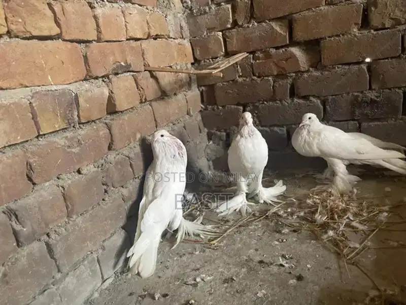 Premium Quality Pemorian Rodent Breeding Pair