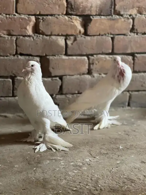 Premium Quality Pemorian Rodent Breeding Pair