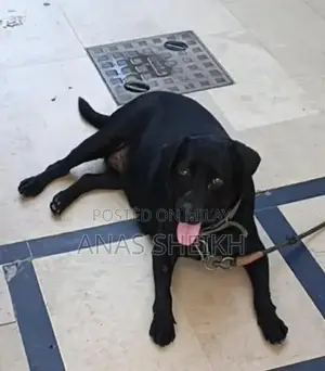 Photo - Female Labrador Dog - 2 Years Old Non-Pedigree
