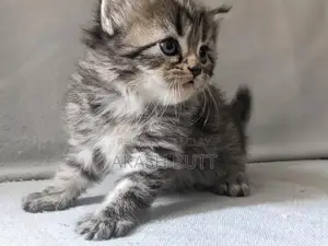 Photo - Persian Cat Kitten - Double Coated Breed