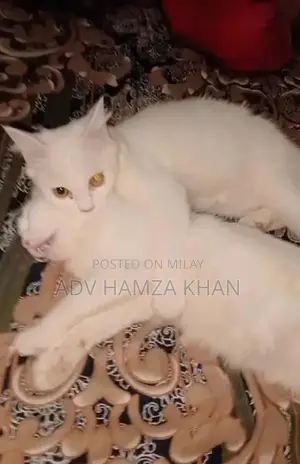 Photo - Purebred Persian Cat - Charming Companion