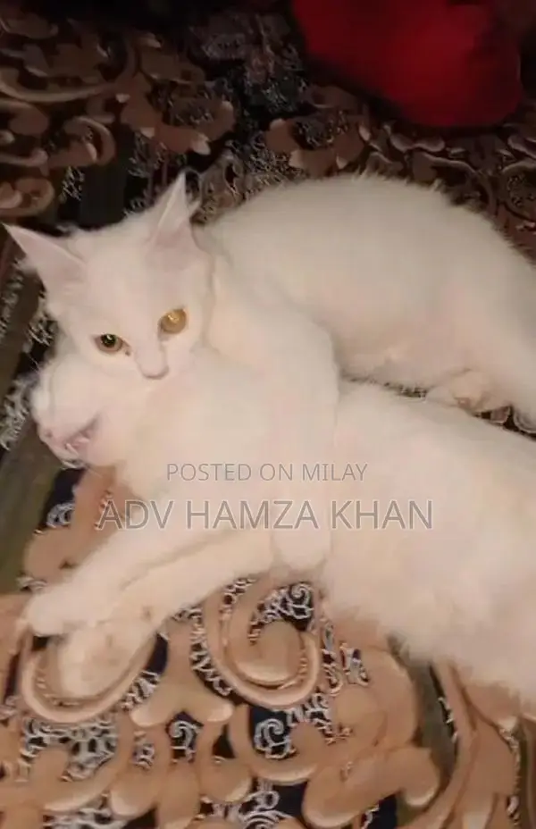 Purebred Persian Cat - Charming Companion