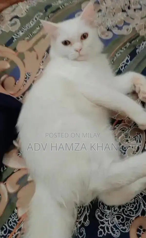 Purebred Persian Cat - Charming Companion