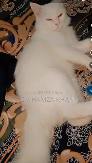 Purebred Persian Cat - Charming Companion