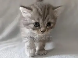 Persian Cat Kitten - Double Coated Breed
