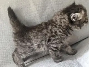 Persian Cat Kitten - Double Coated Breed