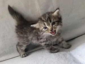 Persian Cat Kitten - Double Coated Breed