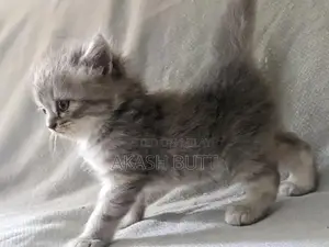 Persian Cat Kitten - Double Coated Breed