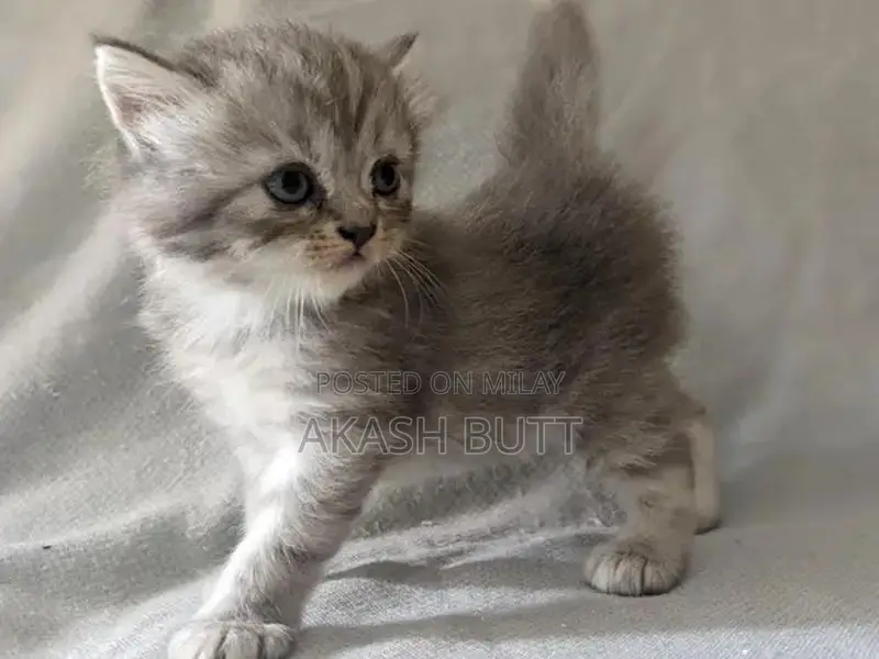 Persian Cat Kitten - Double Coated Breed