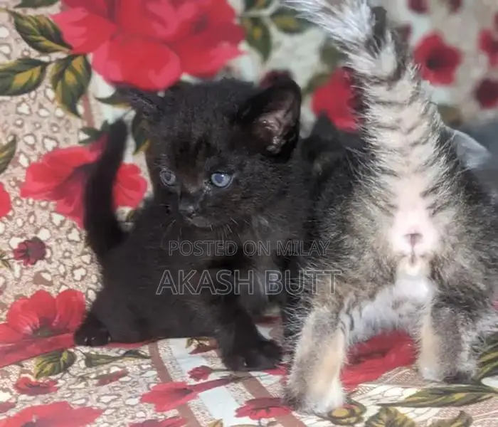 Persian Cat Kitten - Double Coated Breed