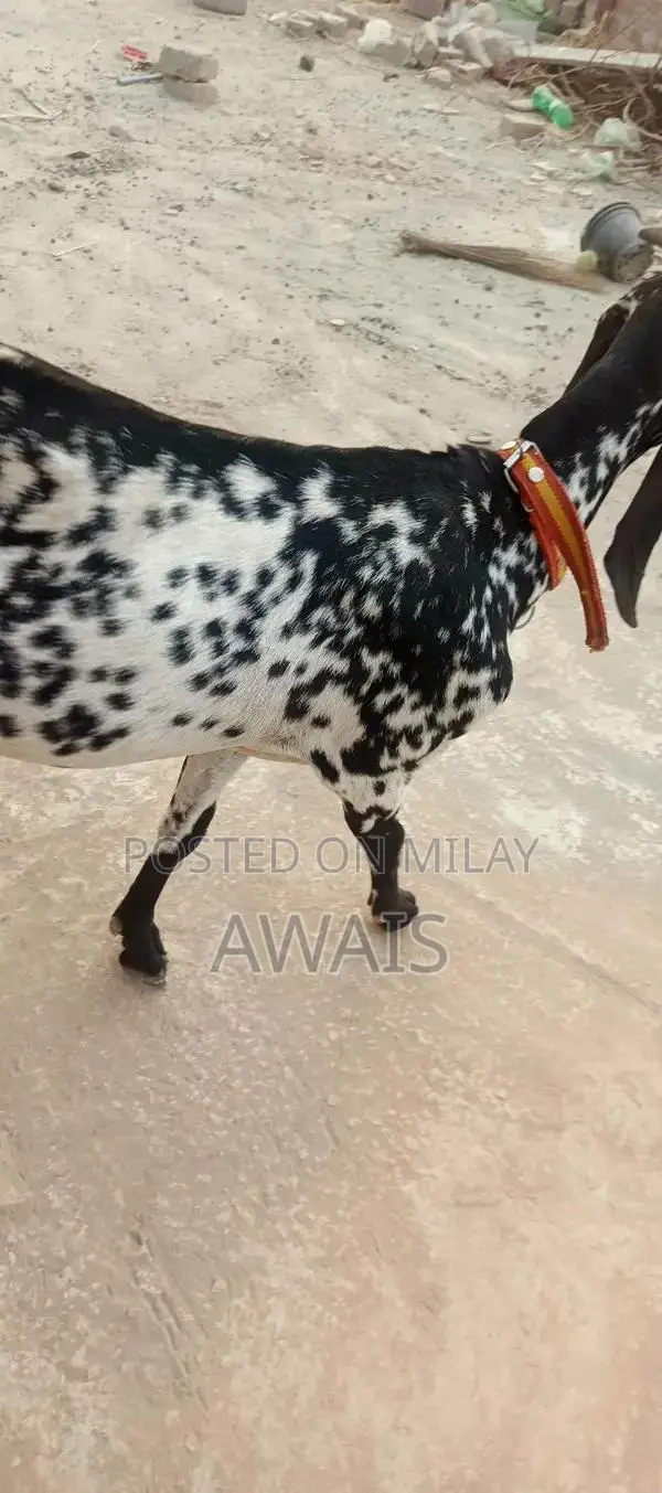 Young Goat for Sale - Healthy 5-Month-Old Male Bakra