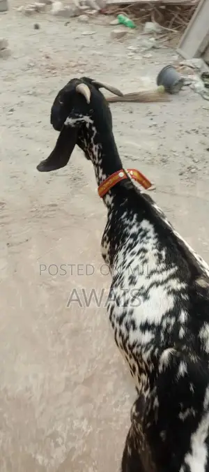 Young Goat for Sale - Healthy 5-Month-Old Male Bakra