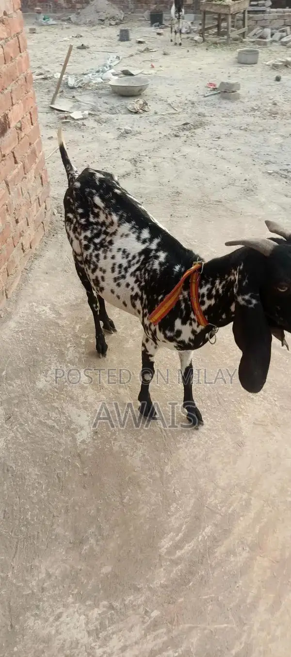 Young Goat for Sale - Healthy 5-Month-Old Male Bakra