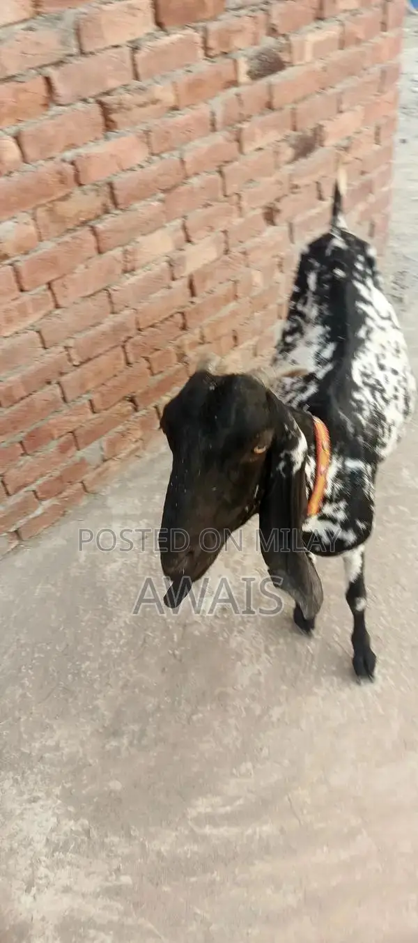 Young Goat for Sale - Healthy 5-Month-Old Male Bakra