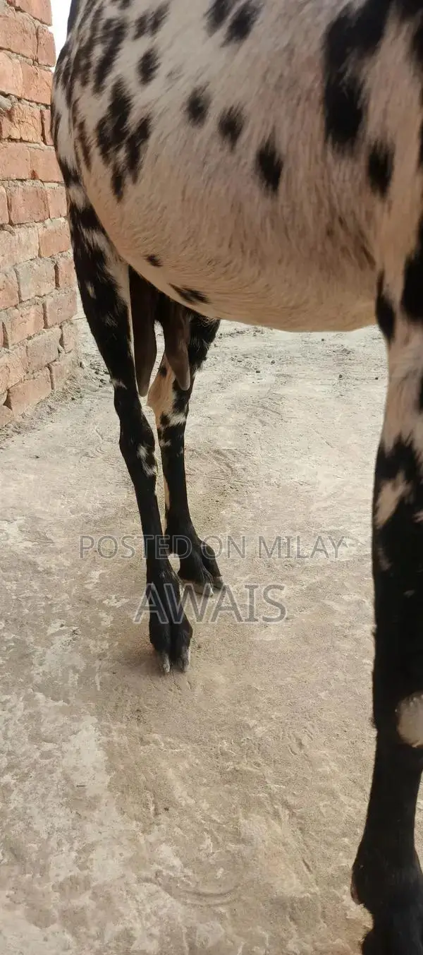 Young Goat for Sale - Healthy 5-Month-Old Male Bakra