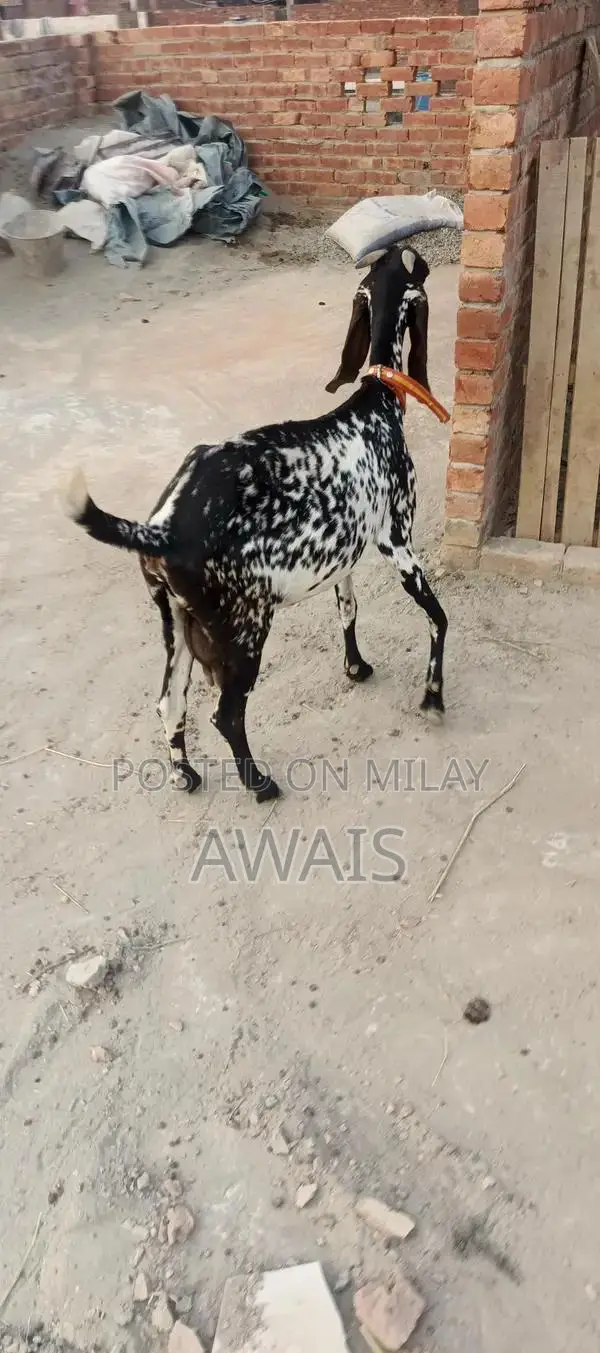 Young Goat for Sale - Healthy 5-Month-Old Male Bakra