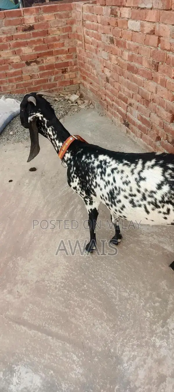 Young Goat for Sale - Healthy 5-Month-Old Male Bakra