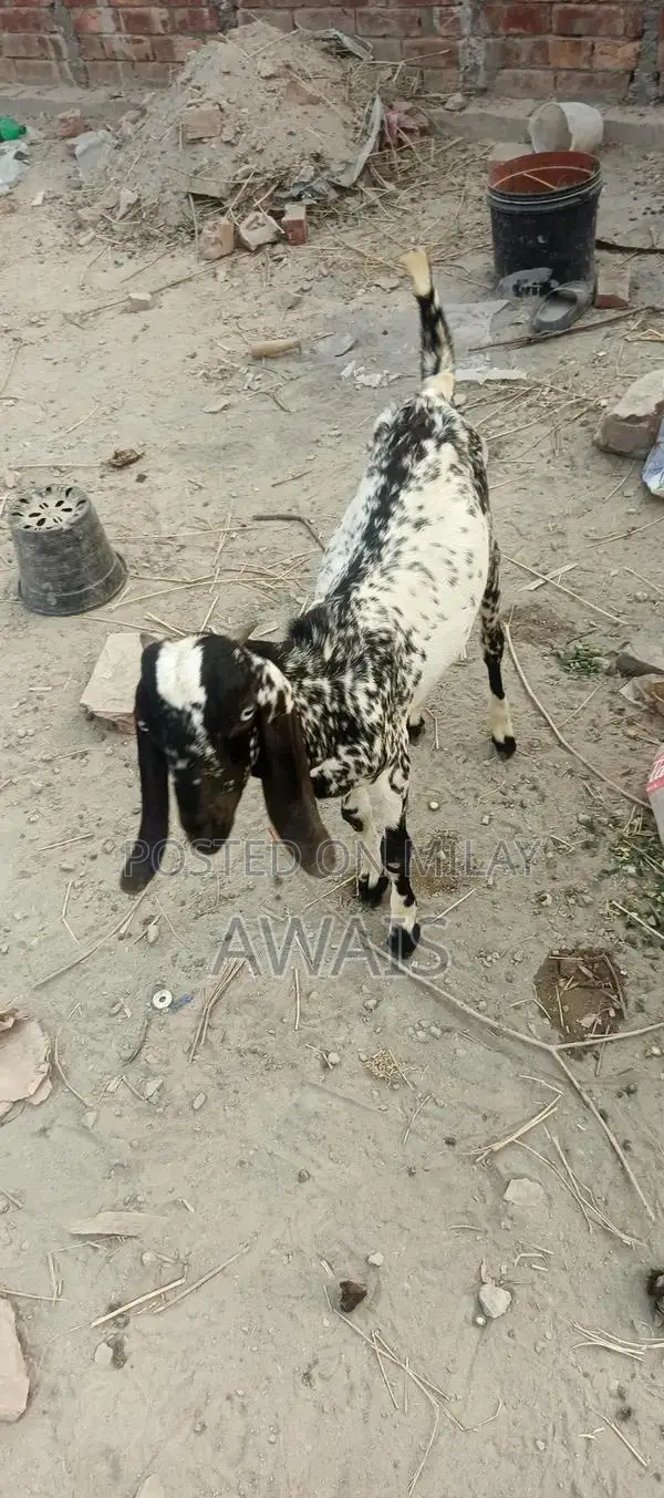 Young Goat for Sale - Healthy 5-Month-Old Male Bakra
