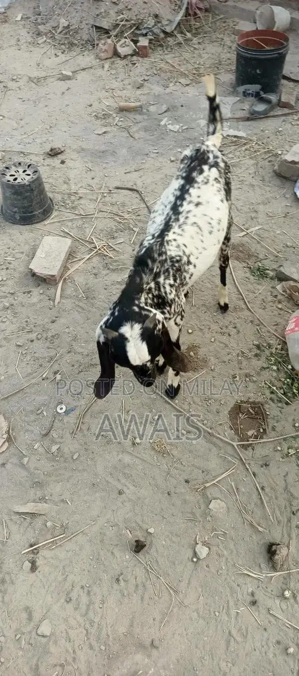 Young Goat for Sale - Healthy 5-Month-Old Male Bakra