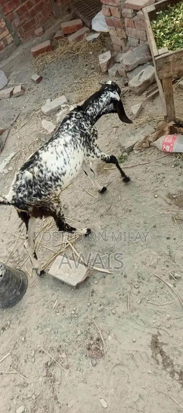 Young Goat for Sale - Healthy 5-Month-Old Male Bakra