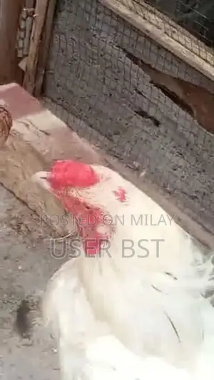 Pure Aseel Heera Rooster - Premium Fighting Cock Breed