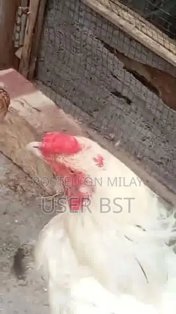 Pure Aseel Heera Rooster - Premium Fighting Cock Breed