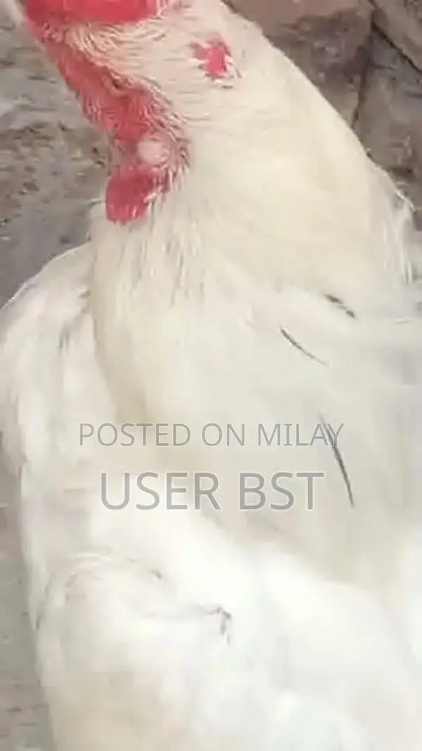 Pure Aseel Heera Rooster - Premium Fighting Cock Breed