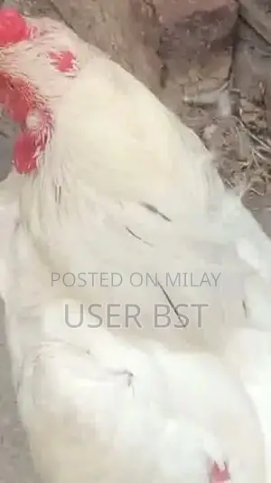 Pure Aseel Heera Rooster - Premium Fighting Cock Breed