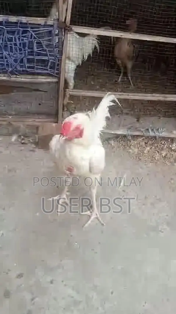 Pure Aseel Heera Rooster - Premium Fighting Cock Breed