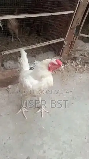 Pure Aseel Heera Rooster - Premium Fighting Cock Breed