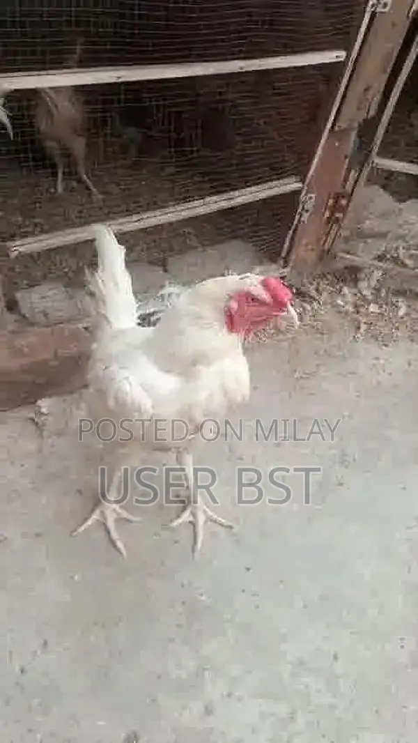 Pure Aseel Heera Rooster - Premium Fighting Cock Breed