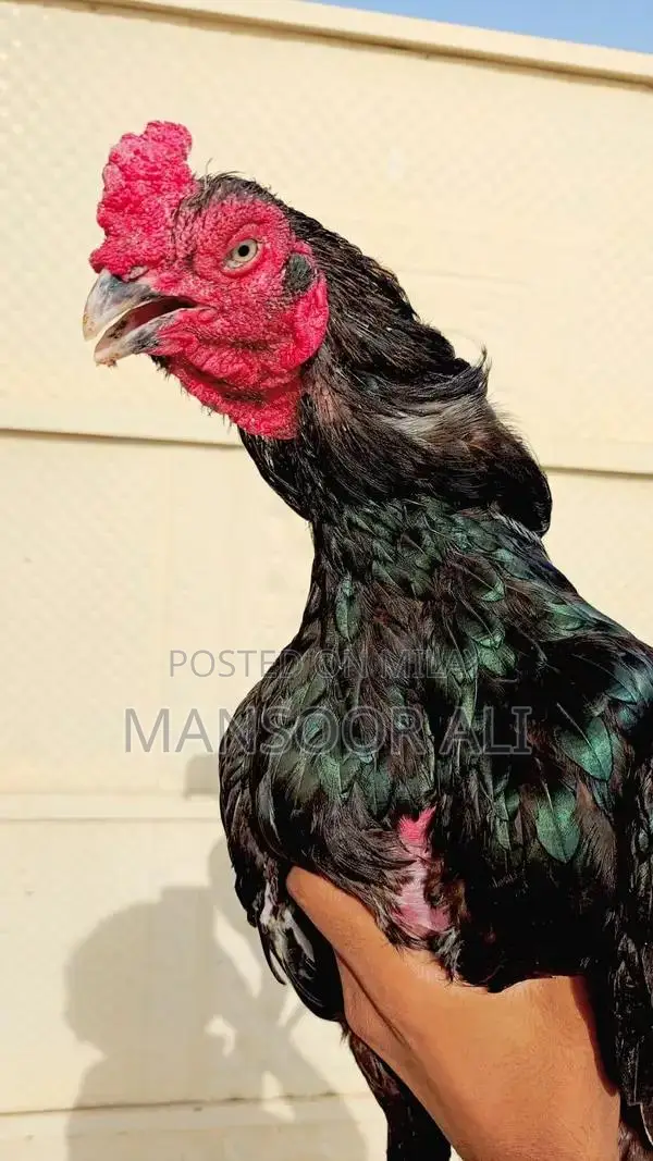 Authentic Aseel Murga: Premium Quality Poultry