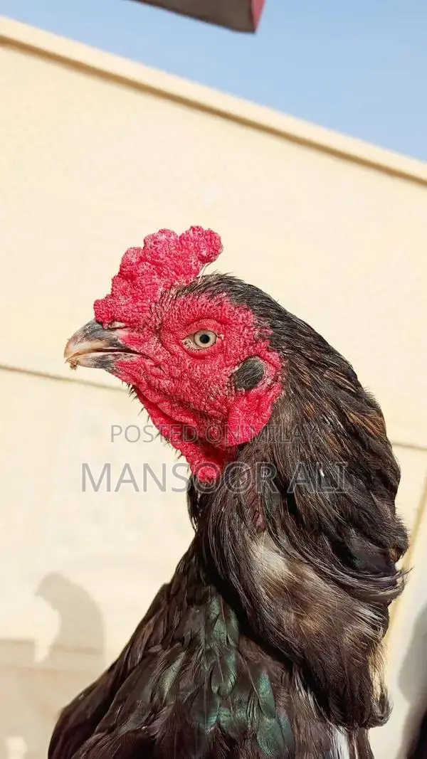 Authentic Aseel Murga: Premium Quality Poultry