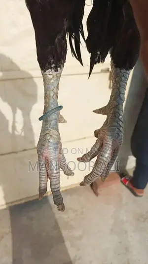 Authentic Aseel Murga: Premium Quality Poultry