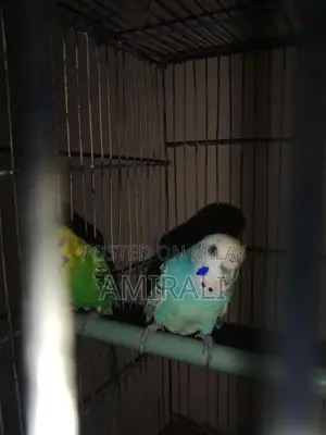 Photo - Australian Native Parrot Pair - Blue Female and Green Male