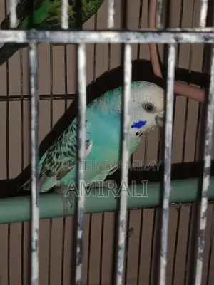Australian Native Parrot Pair - Blue Female and Green Male