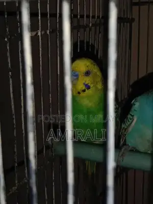 Australian Native Parrot Pair - Blue Female and Green Male