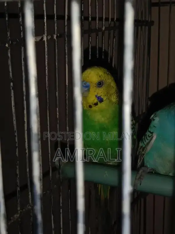 Australian Native Parrot Pair - Blue Female and Green Male