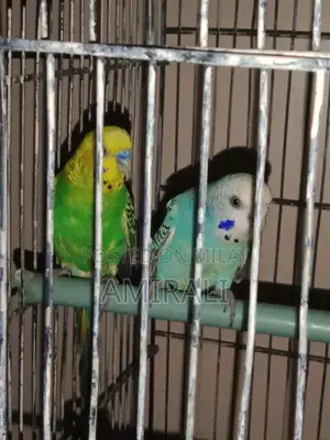 Australian Native Parrot Pair - Blue Female and Green Male