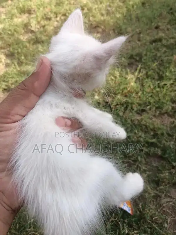 Parcyan Kittan Dog - Friendly and Social Breed