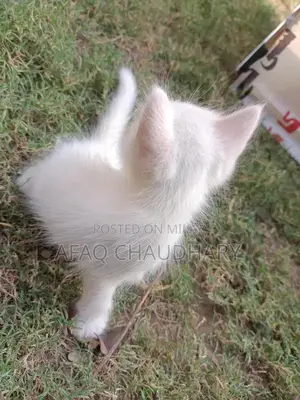 Parcyan Kittan Dog - Friendly and Social Breed