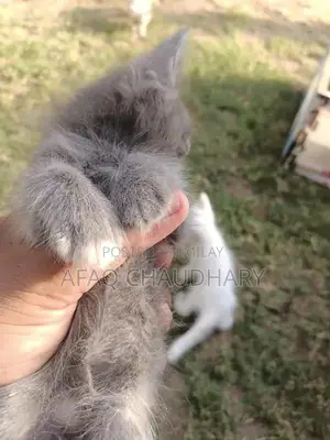 Parcyan Kittan Dog - Friendly and Social Breed