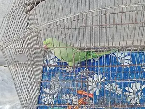 Photo - Exotic Parrot Available - Colorful Companion Bird