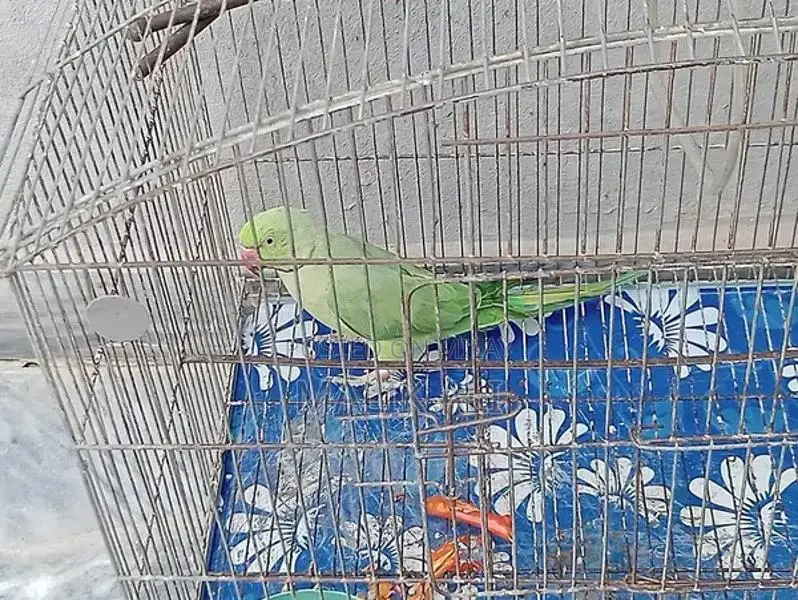 Exotic Parrot Available - Colorful Companion Bird