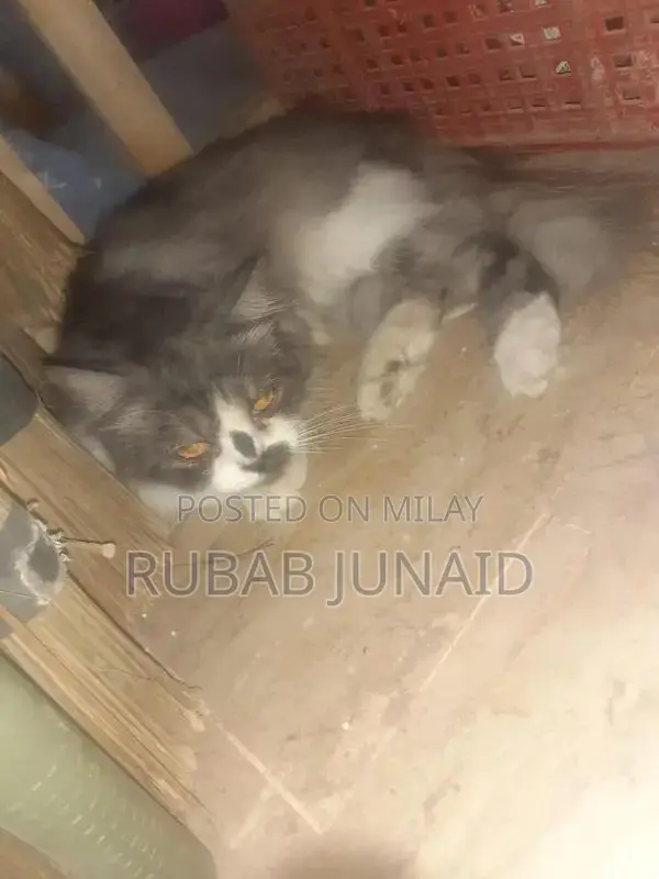 Loving and Companionable Cat Pet