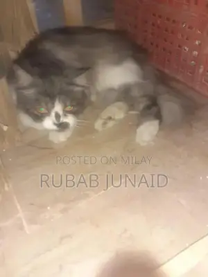 Loving and Companionable Cat Pet