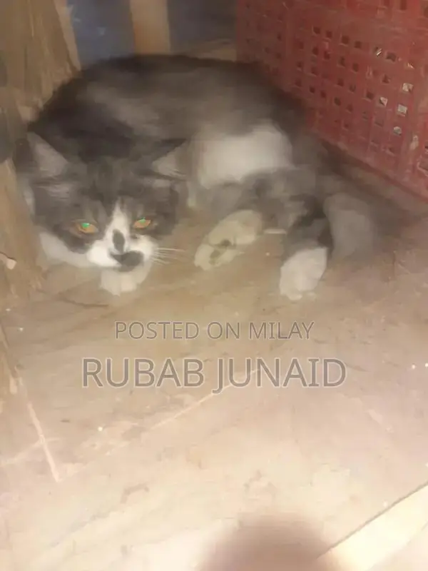 Loving and Companionable Cat Pet